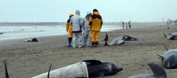 Mueren más de 100 delfines en Japón Mueren más de 100 delfines en Japón