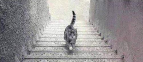El gato en la escalera (IMGUR)