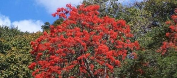 Mulungu em pleno florescimento. Mulungu em pleno florescimento.
