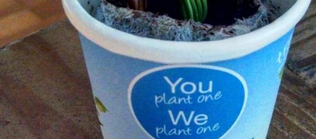 No Dia da Terra plante uma árvore No Dia da Terra plante uma árvore
