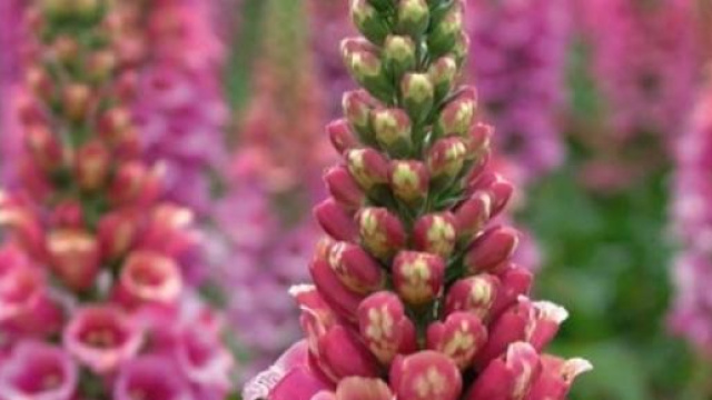 Particolare della Digitalis Purpurea
