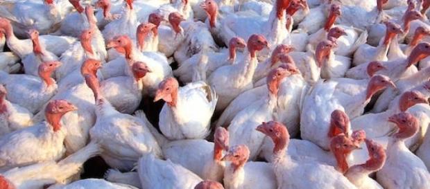 Des élevages de dindes frappés par la grippe H5N2. Des élevages de dindes frappés par la grippe H5N2.