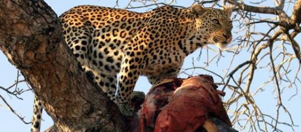 Un copil de 2 ani în țarcul unui ghepard Un copil de 2 ani în țarcul unui ghepard