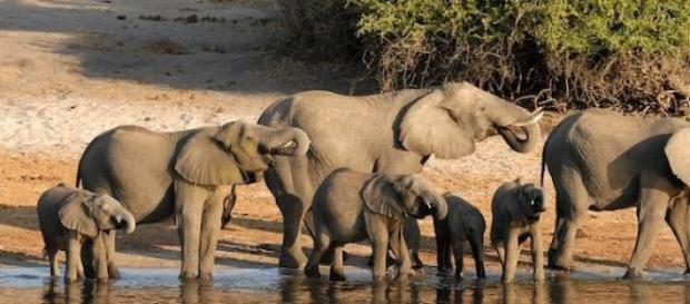 De nombreux Français optent pour les safaris. De nombreux Français optent pour les safaris.