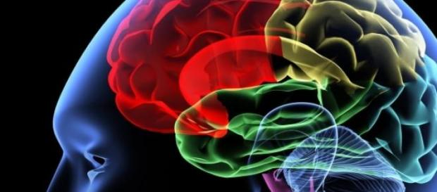 Hemisferios del cerebro humano Hemisferios del cerebro humano