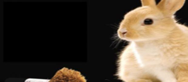 Animales en pruebas de cosméticos Animales en pruebas de cosméticos