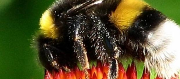 Laline Paull's book centres around a bee hive Laline Paull's book centres around a bee hive