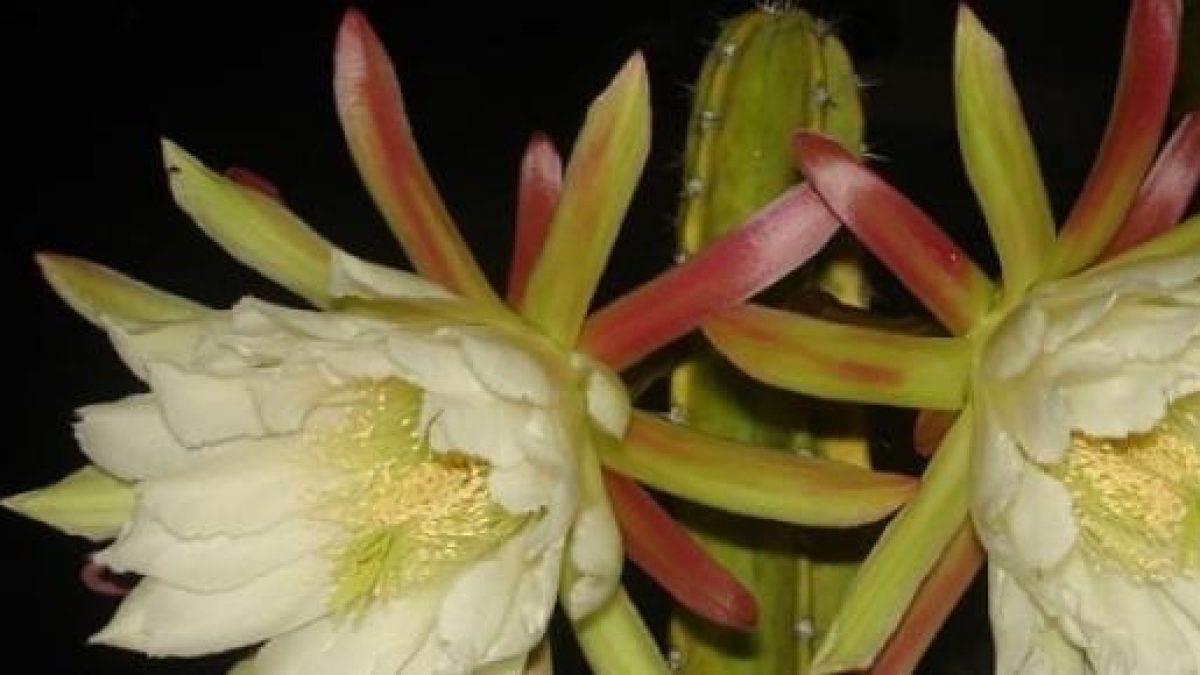 Dama da noite  Flor dama da noite, Nomes de cactos, Especies de