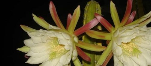 Cactus-dama-da-noite', ou o famoso Mandacaru