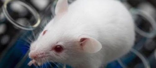I topi hanno permesso lo sviluppo di molte cure