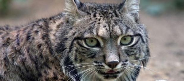 Ainda há quatro linces para libertação. Ainda há quatro linces para libertação.