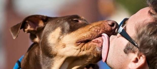 Ciência comprova amor e carinho entre dono e cão Ciência comprova amor e carinho entre dono e cão