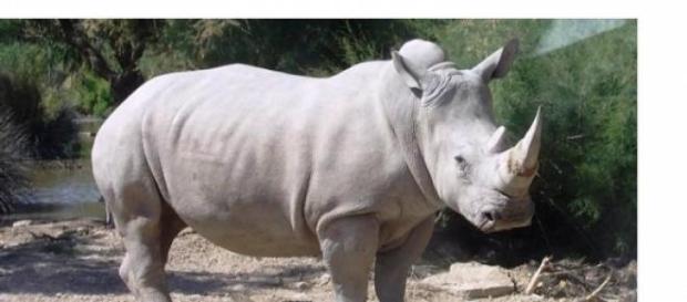 La especie está al borde de la extinción La especie está al borde de la extinción