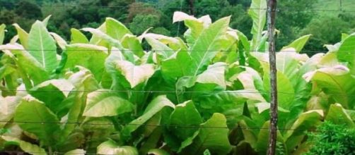 Las plantas de tabaco; nuevos y buenos usos