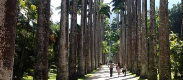 Jardim Botânico abre vaga para Desenvolvedor. Jardim Botânico abre vaga para Desenvolvedor.