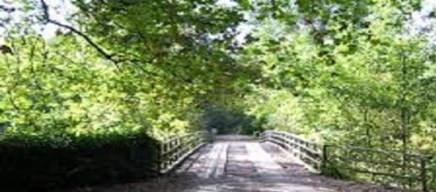 Mata Nacional do Choupal situa-se em Coimbra Mata Nacional do Choupal situa-se em Coimbra