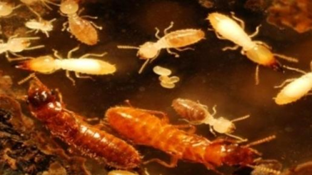 Le super-termiti ibride incutono paura. 