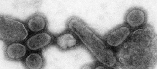 El virus de la gripe se modifica año tras año