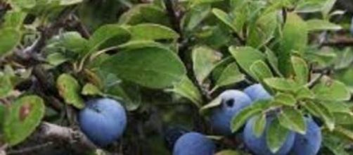 I frutti della Prunus spinosa trigno