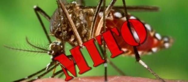 Mitos sobre a dengue. (Foto) Mitos sobre a dengue. (Foto)