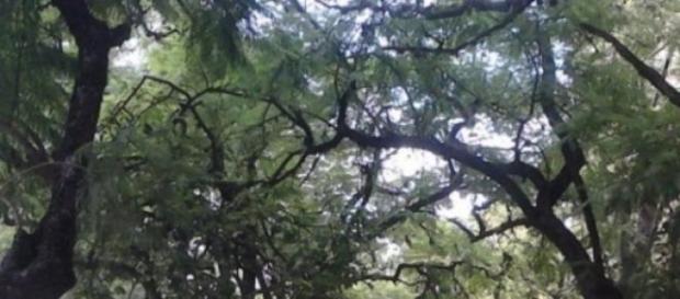 Reclaman por los árboles de avenida Rafael Núñez Reclaman por los árboles de avenida Rafael Núñez
