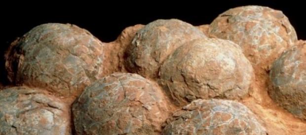 Des oeufs de dinosaures trouvés en Chine. Des oeufs de dinosaures trouvés en Chine.