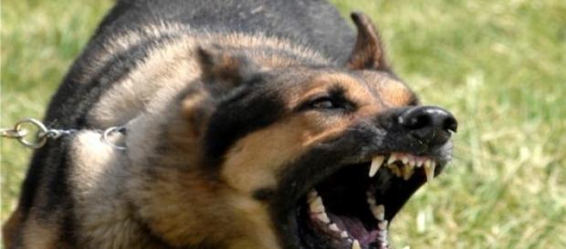 Psicología canina ¿Ayuda o estafa? Psicología canina ¿Ayuda o estafa?