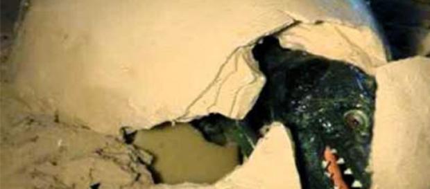 Uimitor! S-au descoperit zeci de ouă de dinozaur Uimitor! S-au descoperit zeci de ouă de dinozaur