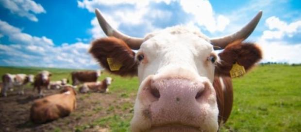 A vaca Jersey é vista como demoníaca A vaca Jersey é vista como demoníaca