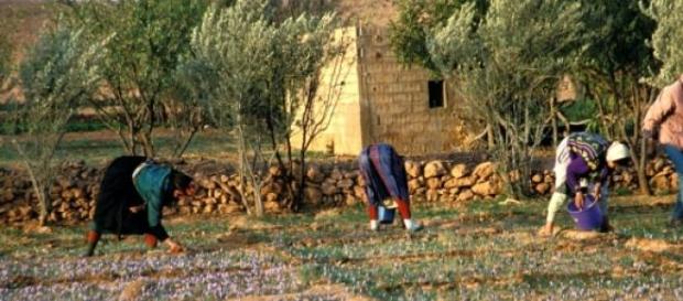 Nella foto: un campo con immigrati al lavoro Nella foto: un campo con immigrati al lavoro