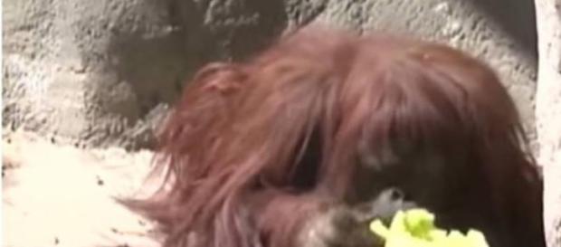 El caso de 'Sandra' la orangutana es emblemático El caso de 'Sandra' la orangutana es emblemático