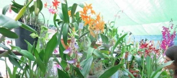 Festa da Primavera, Exposição de Orquídeas. Festa da Primavera, Exposição de Orquídeas.