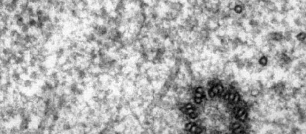 Micrografía de un centriolo dentro de una célula Micrografía de un centriolo dentro de una célula