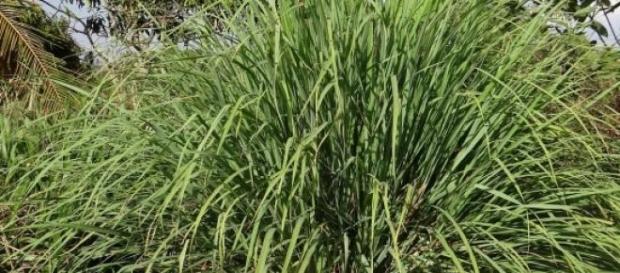 Fácil de cultivar esta erva cura muitos males Fácil de cultivar esta erva cura muitos males