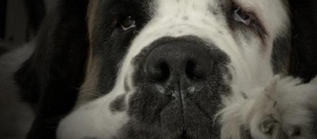 Pictures with St Bernard dogs banned in Zermatt Pictures with St Bernard dogs banned in Zermatt