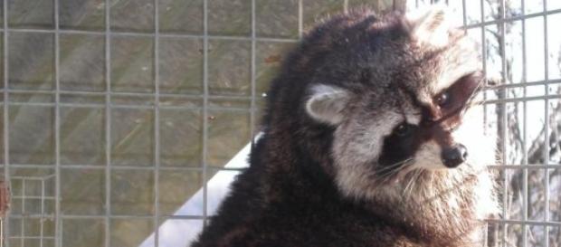 Raton laveur : un nouvel animal de compagnie ? Raton laveur : un nouvel animal de compagnie ?