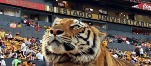 Tigres arranca los octavos de Libertadores Tigres arranca los octavos de Libertadores