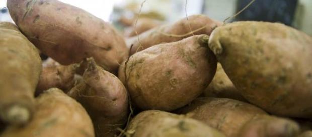 Batata doce ajuda a estabilizar o açúcar no sangue Batata doce ajuda a estabilizar o açúcar no sangue