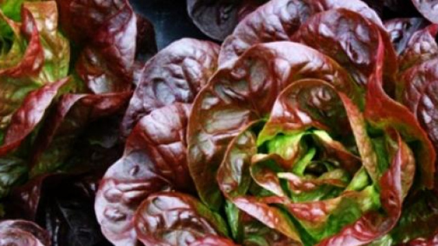 Una tipica lattuga rossa.