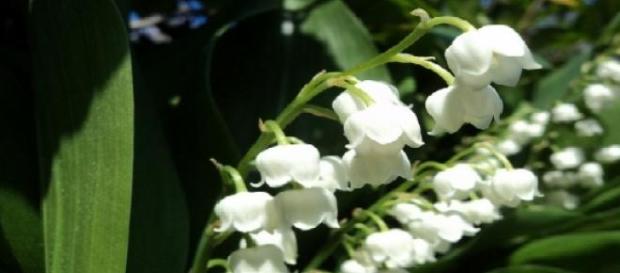Le muguet symbolise le 1er Mai Le muguet symbolise le 1er Mai