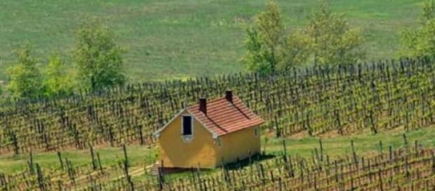 Estilo de una viña y bodega húngara Estilo de una viña y bodega húngara