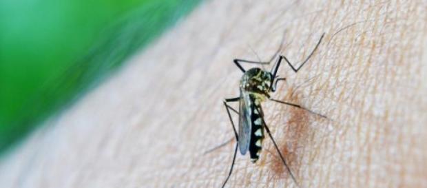 Há áreas onde eles são verdadeiras pragas Há áreas onde eles são verdadeiras pragas