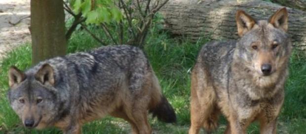 O lobo ibérico corre risco de extinção O lobo ibérico corre risco de extinção