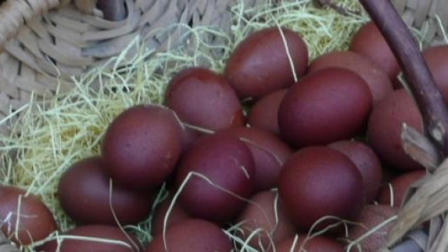 Oeufs roux de poules de Marans
