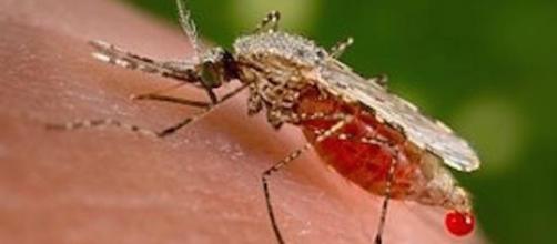 A mosquito transferring malaria