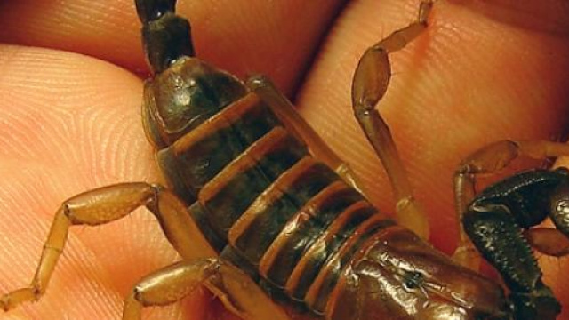 Guarito dal morso di uno scorpione