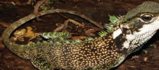 Es un importante hallazgo de la zoología moderna Es un importante hallazgo de la zoología moderna