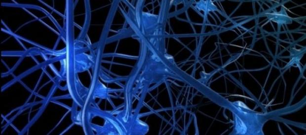 Fue un importante estudio neuronal Fue un importante estudio neuronal