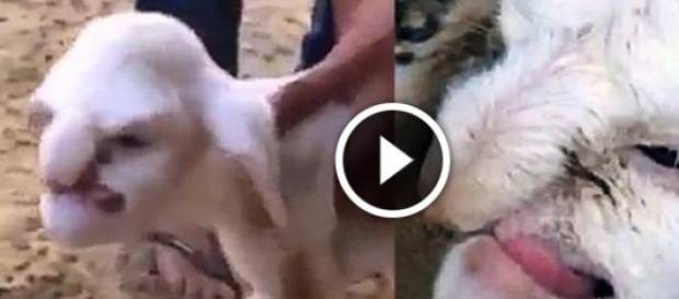 L'agnello con il volto umano L'agnello con il volto umano