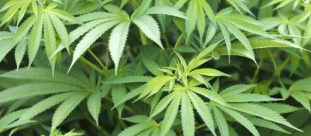 Le cannabis pourrait être légalisé au Chili. Le cannabis pourrait être légalisé au Chili.